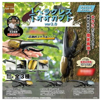 ヘラクレス・ヘラクレス 162ミリペア - クワガタ横丁